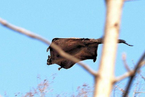 Živali lahko letijo: naslovi, funkcije in fotografije